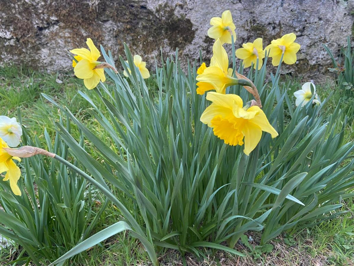 Daffodil Lodge 斯莱戈 外观 照片